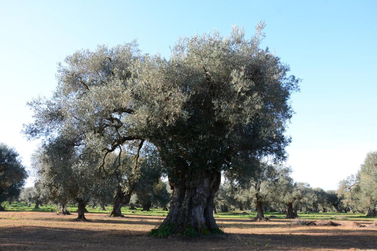 Masseria Rifisa Agriresort Caprarica di Lecce Eksteriør billede